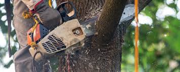 Best Commercial Tree Services  in Harlem Heights, FL