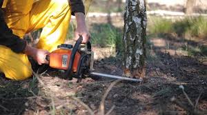 How Our Tree Care Process Works  in  Harlem Heights, FL