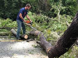 Best Root Management and Removal  in Harlem Heights, FL