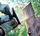 Trusted Harlem Heights, FL Tree Services Experts