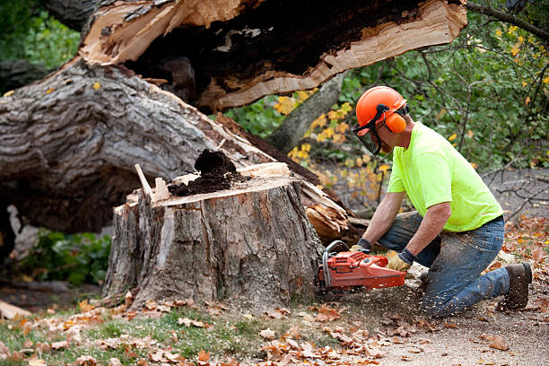 Best Soil Testing and Treatment  in Harlem Heights, FL
