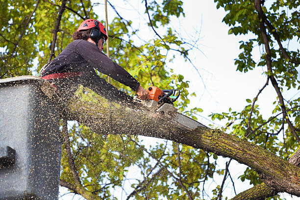 Best Tree and Shrub Care  in Harlem Heights, FL