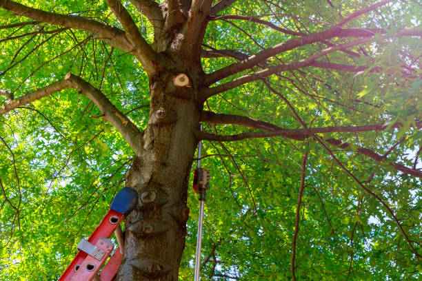 Best Arborist Consultation Services  in Harlem Heights, FL